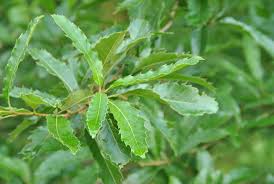 Image result for Necepsia castaneifolia