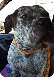 Black And White Pointer Pitbull Mix Pin On Fur Babies 3