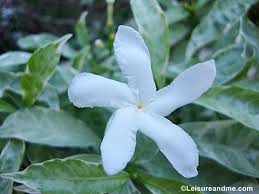 Flower baby names can suit every taste and sensibility, from the vintage to the modern, the unique to the familiar. Beautiful White Flowers From Sri Lanka Leisure And Me