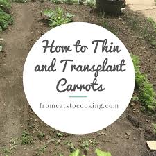 I am wondering if i should just thin them now or is it too soon to thin them since they just started to germinate. How To Thin And Transplant Carrot Seedlings