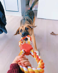Most popular lowest price highest price biggest saving newly added. 31 Best Dog Toys Of 2020 That Ll Give Your Pup The Zoomies Bark