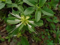 Image result for Ocimum filamentosum