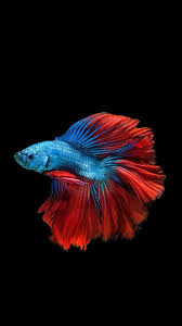 Pin Oleh Jamie Durling Di Tropical Fish Burung Cantik Ikan Cupang Binatang