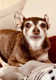 What can be done to help a dog with tracheal collapse and syncope episodes?