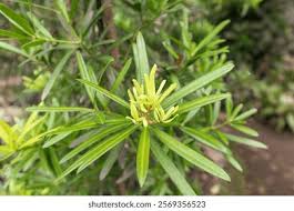 Image result for Podocarpus latifolius