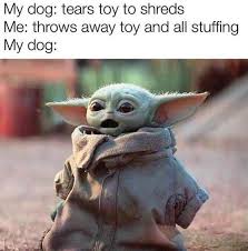 Squirrel Chasin Doggo Memes At Your Service 30 Dog Memes Yoda Funny Yoda Meme Star Wars Memes