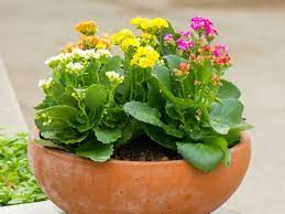 Pin On Growing Caring For Succulents
