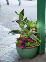 Canna And Brocades Jpg Container Gardening Plants Outside Patio