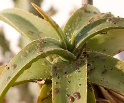 Image result for puklice na pokojových rostlinách obrázek