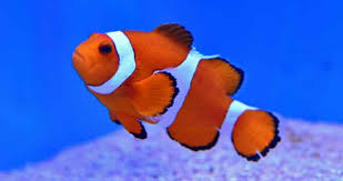 Sea anemones are deadly to most fish. 13 Finding Nemo Fish Species In Real Life With Pictures Animalhow Com