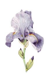 Instant Download Purple Bearded Iris Botanical Art Print Etsy In 2021 Botanical Art Iris Drawing Botanical Art Prints