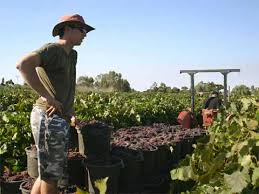 At least 34 malaysians (including 2 minors) have found themselves detained by australian immigration officials after falling victims to fruit picking scams. Fruit Picking In Australia May Not Be As Dreamy As It Seems News Rojak Daily