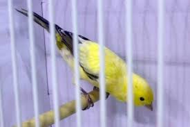 The London Fancy Is A Bird Classified As A Canary Of Form And Position Which Many Do Not Understand Because It Has A Normal Post Canary Birds Fancy Canary