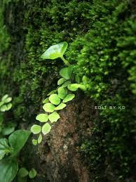 Whatsapp Hd Nature Wallpaper Download Blogs Nature Wallpaper 300+ vectors, stock photos & psd files. whatsapp hd nature wallpaper download