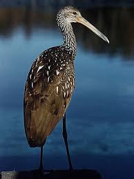 Bird Crying Like A Baby A Rare Limpkin Beautiful Birds Endangered Animals Animal Photography