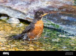 Amerikanischer Robin (Turdus migratorius) badende Marion County, Illinois  Stockfotografie