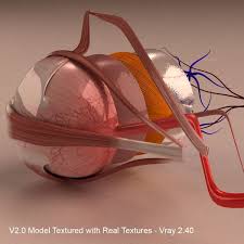 3d Model Human Eye Section In 2020 Human Eye 3d Model Human