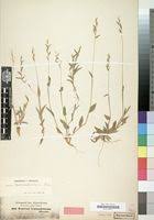 Image result for Urochloa semiundulata