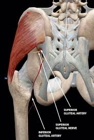 Glutes is a trimmed version of glut (gl utility toolkit). The Glorious Glutes Muscles Of The Buttocks