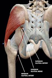 You can also track the changes of the diagram in. The Glorious Glutes Muscles Of The Buttocks