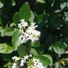 Image result for Ligustrum sinense