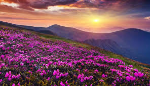 Maybe you would like to learn more about one of these? 5 Places In India To Witness The Beautiful Valley Of Flowers Lifeberrys Com
