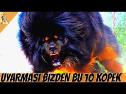 Dunyanin En Guclu Ve Tehlikeli 10 Kopek Cinsi 1 Doberman Kangal Dogoargentino Youtube