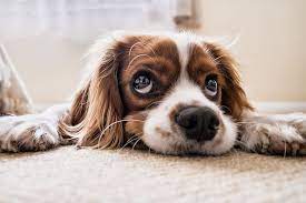 Tips To Stop Puppy Crying When Left Alone Topdogtraininghelp