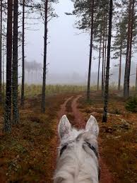 First snowfall, Charli is not sure what to think of it!