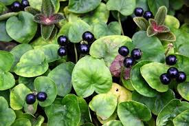 Image result for Geophila