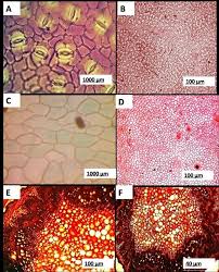 Image result for Zanha golungensis