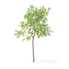 Lemon Tree With Fruits 3d Model 2 4m Architecture Collage Tree Trees To Plant
