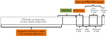 41,760 in 2019) and more men than prostate cancer (76,650 vs. Molecular Subtypes Of Localized Prostate Cancer The Diagram Represents Download Scientific Diagram