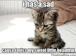 What are some of the best quotes about cats? Cute Kitten Pictures Memes Novocom Top