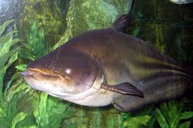 Worlds Top 10 Species Of Giant Catfish