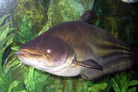 worlds top 10 species of giant catfish