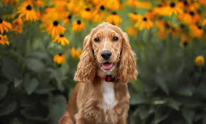 Browse 5,349 cocker spaniel stock photos and images available, or search for english cocker spaniel or american cocker spaniel to find more great stock photos and pictures. Cocker Spaniel Breed Characteristics Care Photos Bechewy