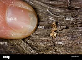 Image result for Lobesia botrana grapevine