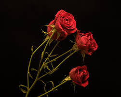 We did not find results for: Pictures Red Roses Flowers Black Background 1800x1440