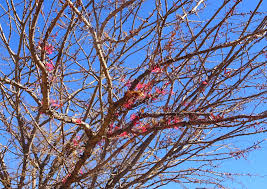 Image result for Plicosepalus amplexicaulis