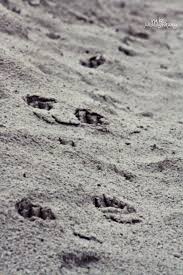 Tagtäglich in den kleinen geschöpfen, in den gräsern und bäumen, in den wachsenden dingen, im wind, donner und regen, in den meeren, seen, flüssen, in gebirgen, felsen und sand, in der gegenwärtigen kraft der. Spuren Im Sand D Martikaa Flickr