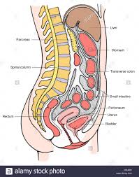 Internal Organs Stock Photos Internal Organs Stock Images