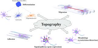 179 markus prinz premium high res photos. Neural Tissue Engineering The Influence Of Scaffold Surface Topography And Extracellular Matrix Microenvironment Journal Of Materials Chemistry B Rsc Publishing