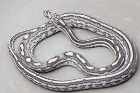 Black And White Corn Snake Morph 10 More Colourful Corn Snake Morphs Reptileworldfacts Corn Snake Snake Baby Garter Snake