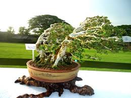 30 Ide Bonsai Tertiup Angin Bonsai Pohon Bonsai Pohon