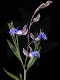 Image result for Polygala persicariifolia