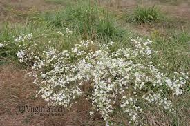 We've chosen the most common weeds found in lawns and gardens, and provided the essential information you need for identifying and managing them. White Heath Aster Symphyotrichum Pilosum Var Pilosum Weed Profile Weed Identification
