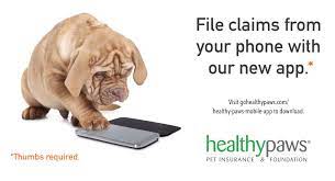 Healthy paws offers pet insurance in all 50 states. Pin On Life Hacks For Pet Parents