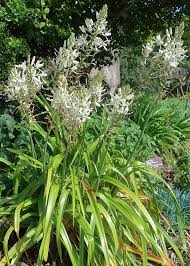 Image result for Albuca