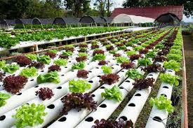 Image result for ‫گلخانه های هیدروپونیک‬‎